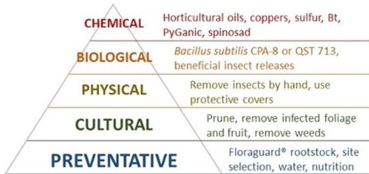 Integrated pest and disease management triangle with examples of organic-approved management practices. Fundamentals for action or consideration begin at the bottom (prevention) with chemical management practices as the last resort.