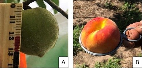 (A) Approximate maximum size of peach fruitlet (1 inch or 2.5 cm) for thinning (note the ruler in the image is in cm and begins at 10 cm). Thinning should be done before fruitlets reach this size, but it is recommended to do so after the risk of cold damage has passed. (B) Peach in a standard sizing ring that shows the size of this fruit has a diameter greater than 2.5 in. Most harvested peaches in Florida are smaller than this size. 