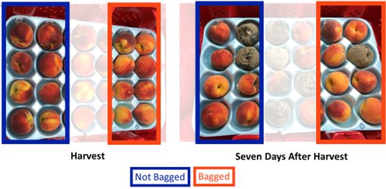 Time-lapse photographs of brown rot progression of organically grown peaches grown with or without bags at harvest and after seven days of storage at 68°F (20°C) and 83% relative humidity. 