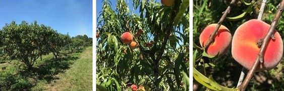 Organic ‘TropicBeauty’ peaches on the first harvest day in central Florida on April 23, 2019. 