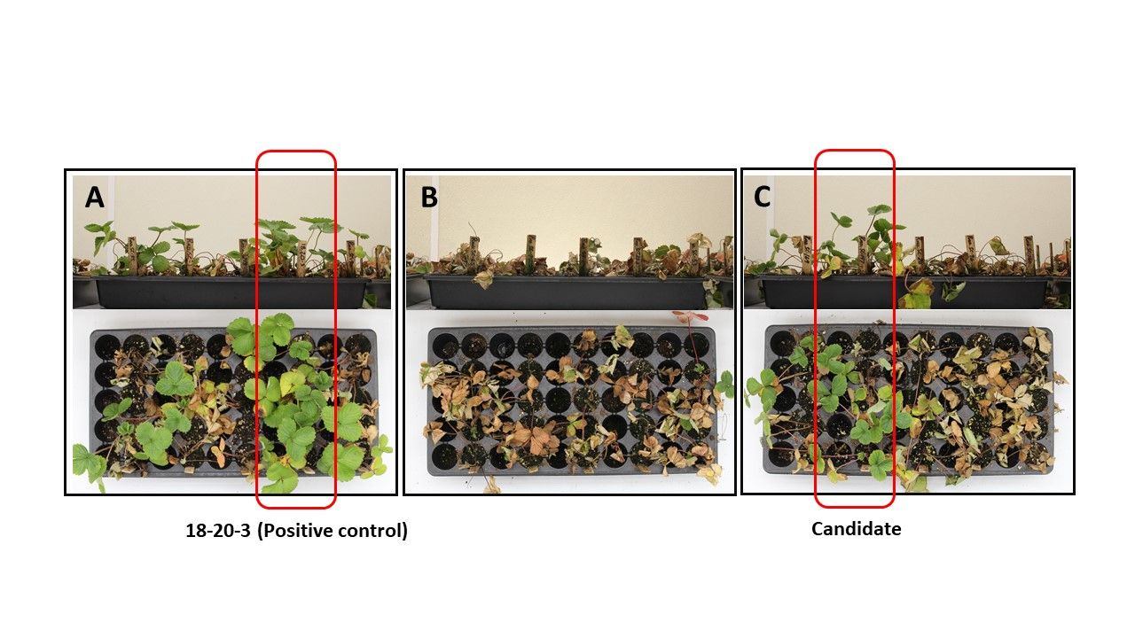 Screening ‘Florida Radiance’ somaclones for Phytophthora crown rot resistance. All seedlings were inoculated with same dose of the P. cactorum zoospores. (A) A resistant genotype (18-20-3) was used as a positive control, which survived at the end of the screening period. (B) Most of the somaclones were dead because ‘Florida Radiance’ is susceptible. (C) Candidates for increased tolerance were found. 