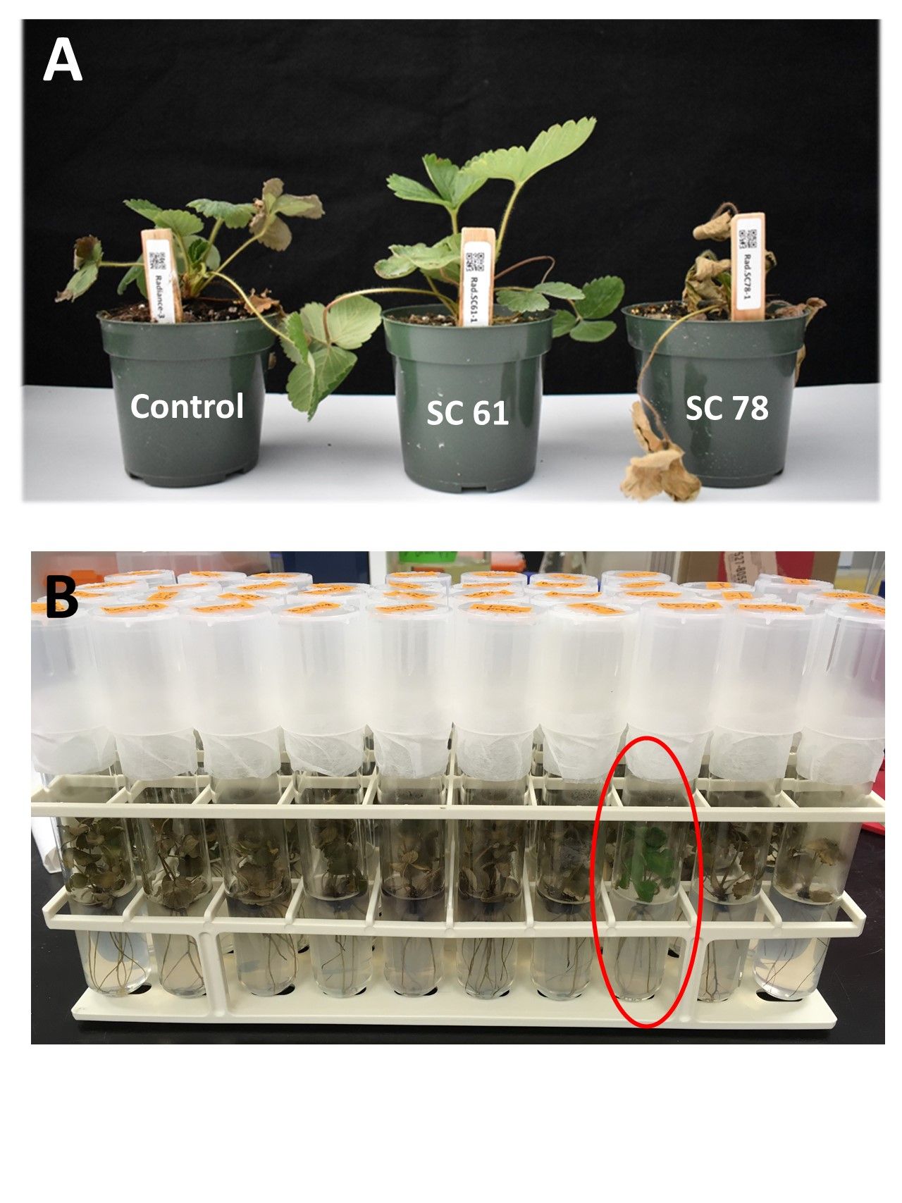 Screening UF strawberry somaclones for heat tolerance. (A) The seedlings were tested in the greenhouse. Original ‘Florida Radiance’ plants were used as a control. A somaclone in the middle of the image showed tolerance to the heat stress. (B) ‘Florida Beauty’ somaclones in test tubes were tested in a growth chamber. About 10% of SCs were heat tolerant after a week of incubation, as indicated by the red circle. 