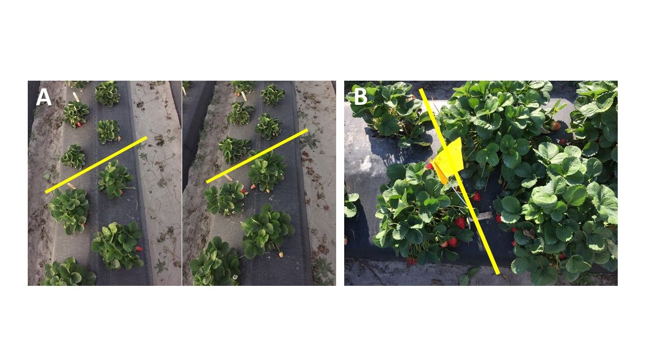 ‘Florida127’ somaclones field evaluation in 2018–2019 season. A. Four copies of each clone were planted side by side. B. The somaclone on the left has a smaller canopy than the one on the right but with the same fruit characteristics. 