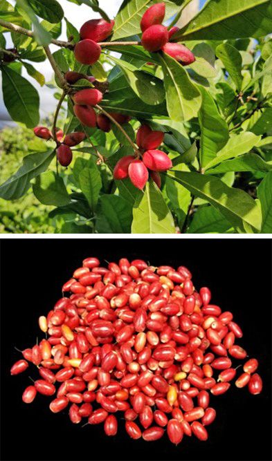 Miracle fruit berries are shown on the plant and as fruit against a black backdrop. Miracle fruit berries are picked when fully red including the shoulder of the fruit. 