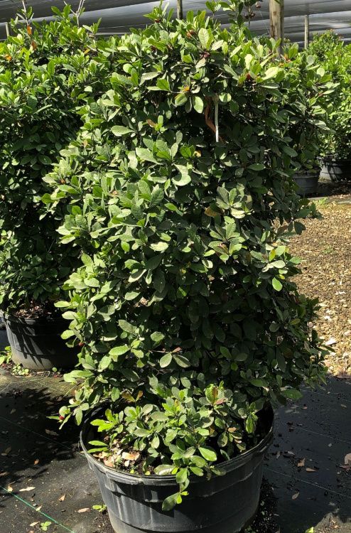 Miracle fruit bush growing in container under shade cloth. Shown is ‘Flame’ type. 