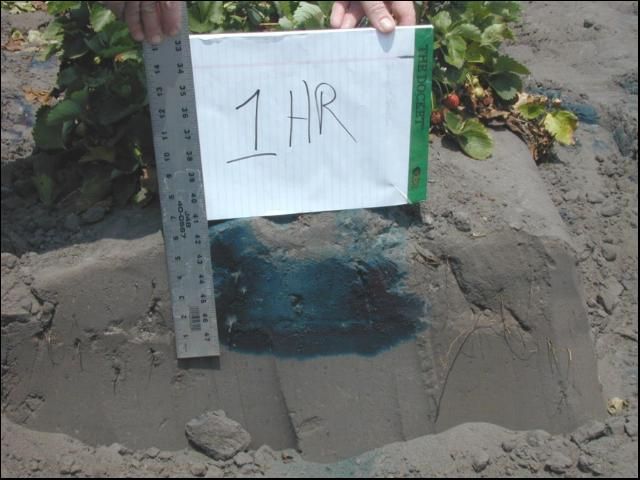 Figure 1. Cross section of beds after 1 hour of irrigation with drip tape that has 4-inch emitter spacing and a flow rate of 32 gal/100 ft/hr.