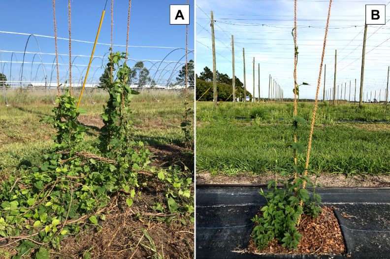 Nuevo crecimiento de tallos a partir de plantas de lúpulo 'Cascade' sin podar (A) y podadas (B) en el capo de lúpulos UF/IFAS GCREC cuatro semanas después de la cosecha de primavera. 