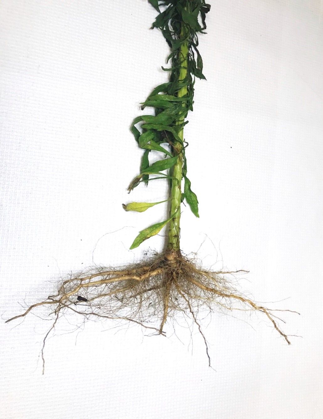 Horseweed roots from the central stem. 