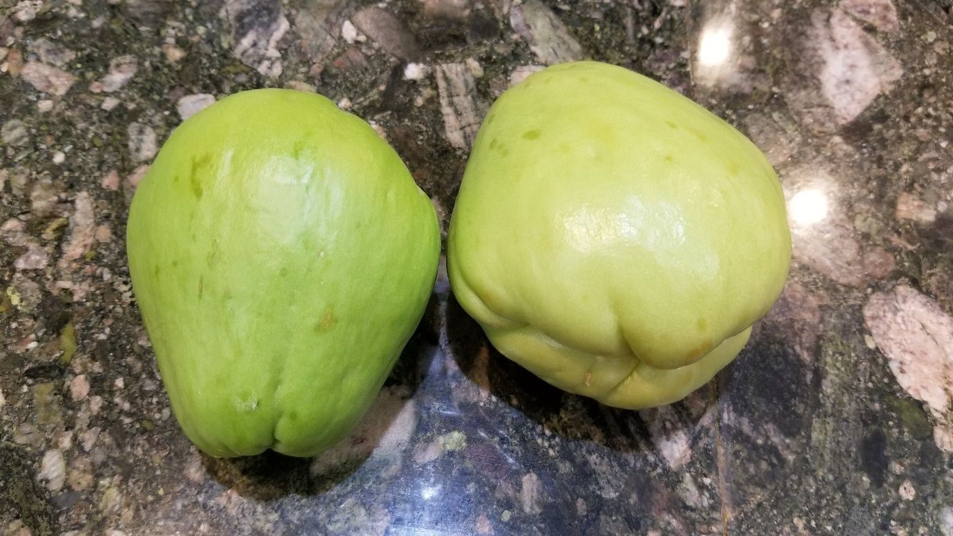 Pear-shaped chayote fruit (Sechium edule (Jacq.) Sw.) with smooth green skin. 
