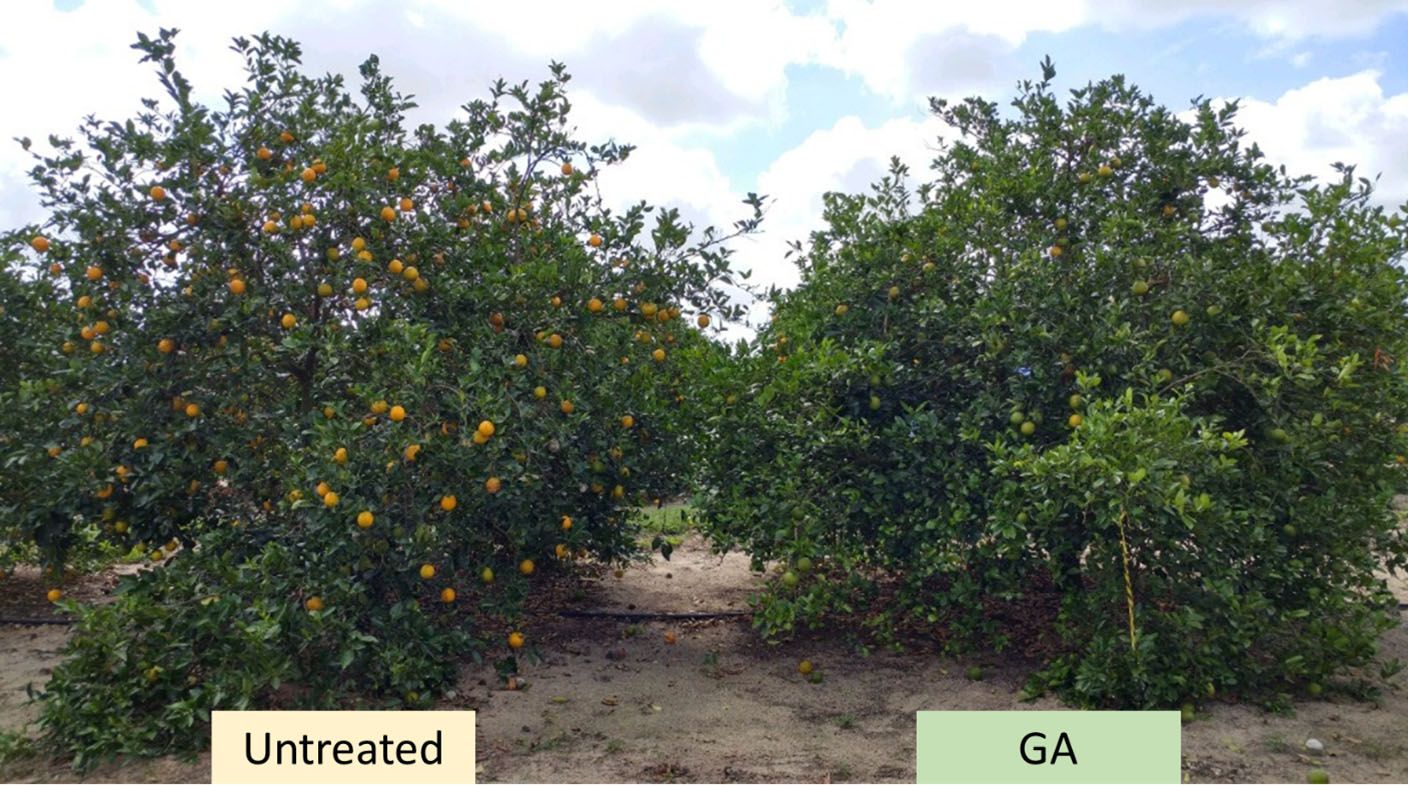 Photo of untreated and GA-treated ‘Valencia’ tress in February (one month after last spray). Notice the difference in fruit color and canopy density. 