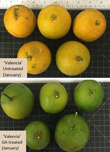 Untreated and GA-treated ‘Valencia’ fruit in January (after the 5 fall GA applications).