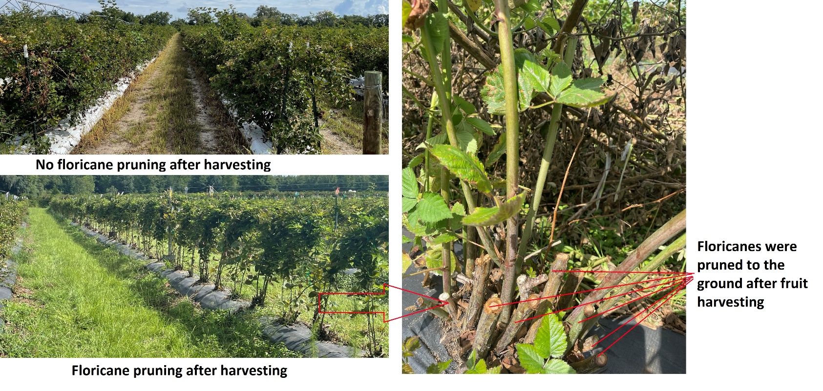 Blackberry plants before (top) and after (bottom) floricane pruning.