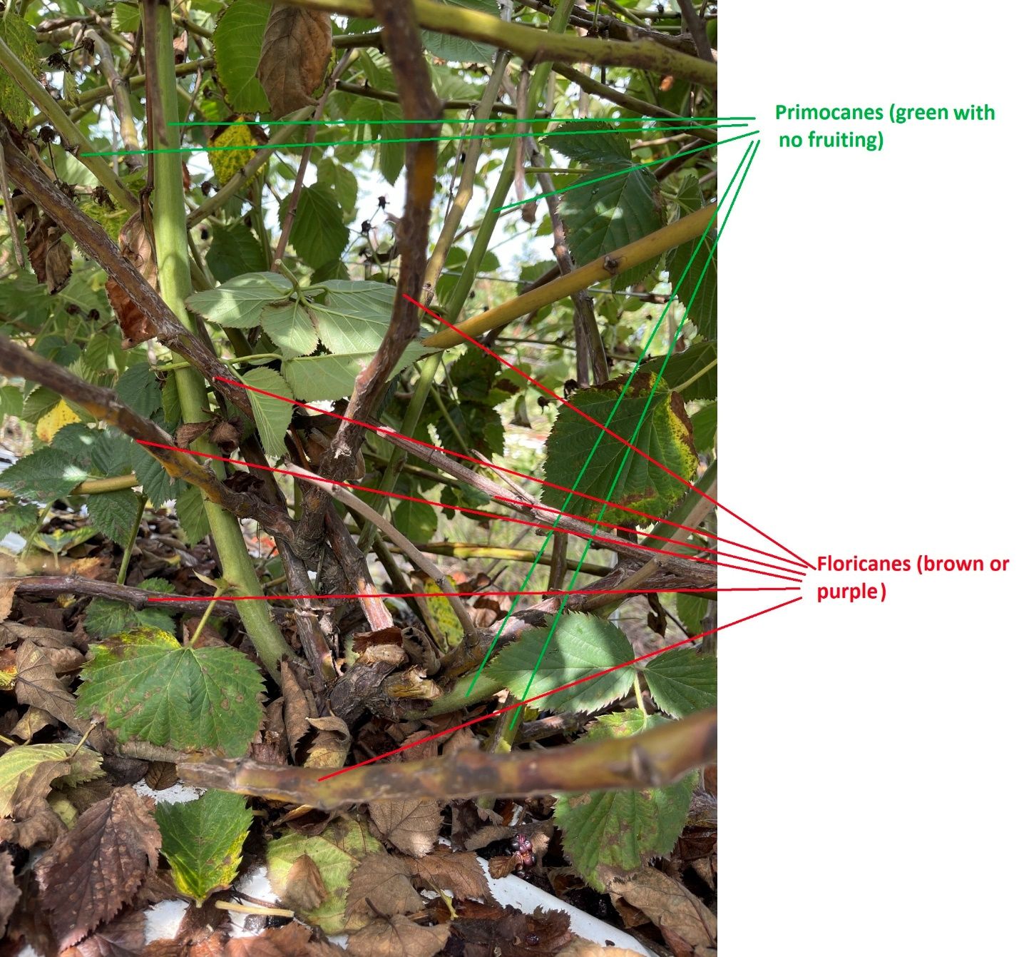 Primocanes (green bark/younger branches) and floricanes (brown bark/older branches) from the base of the plant.
