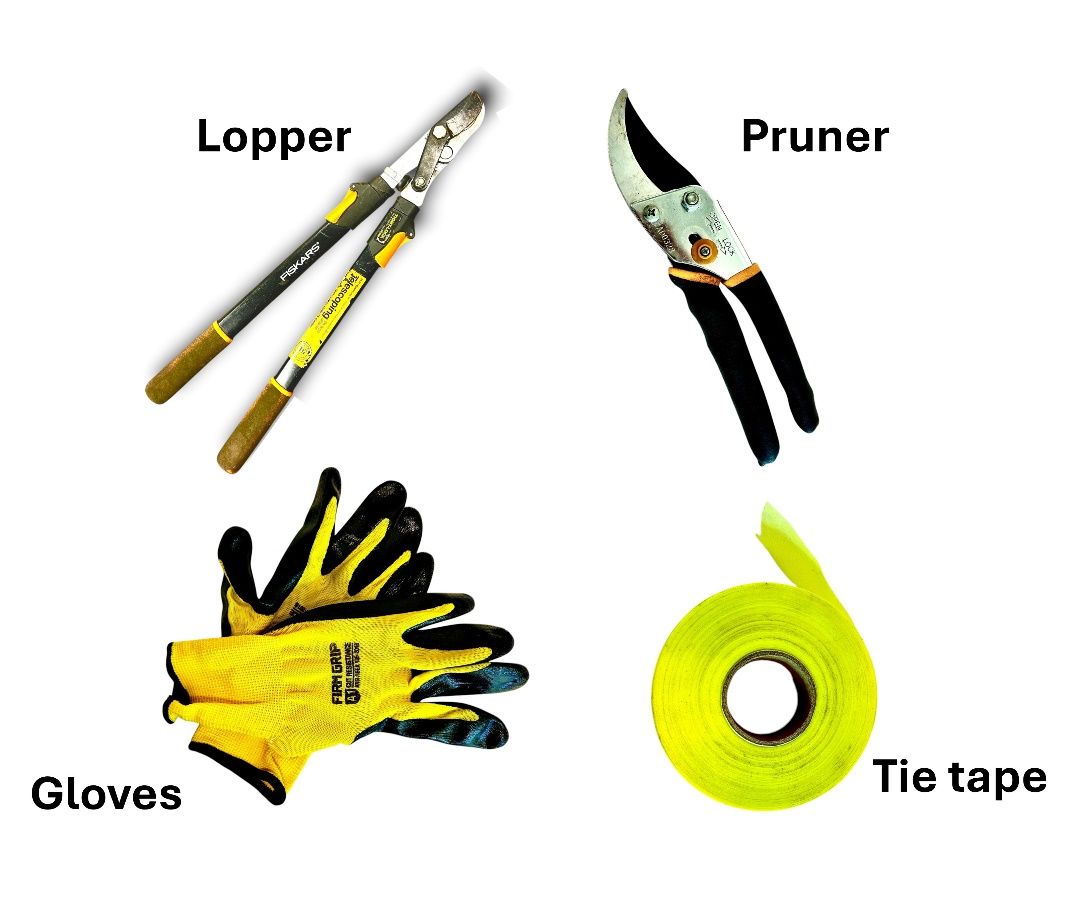 Tool kit for blackberry pruning.