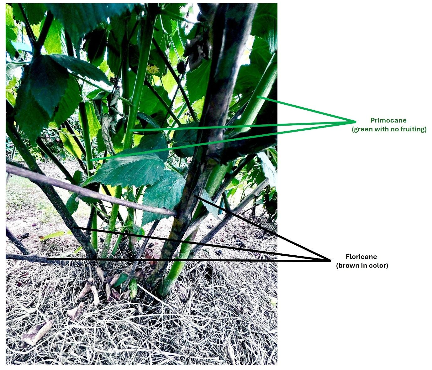 Primocanes (green bark/younger branches) and floricanes (brown bark/older branches) from the base of the plant.