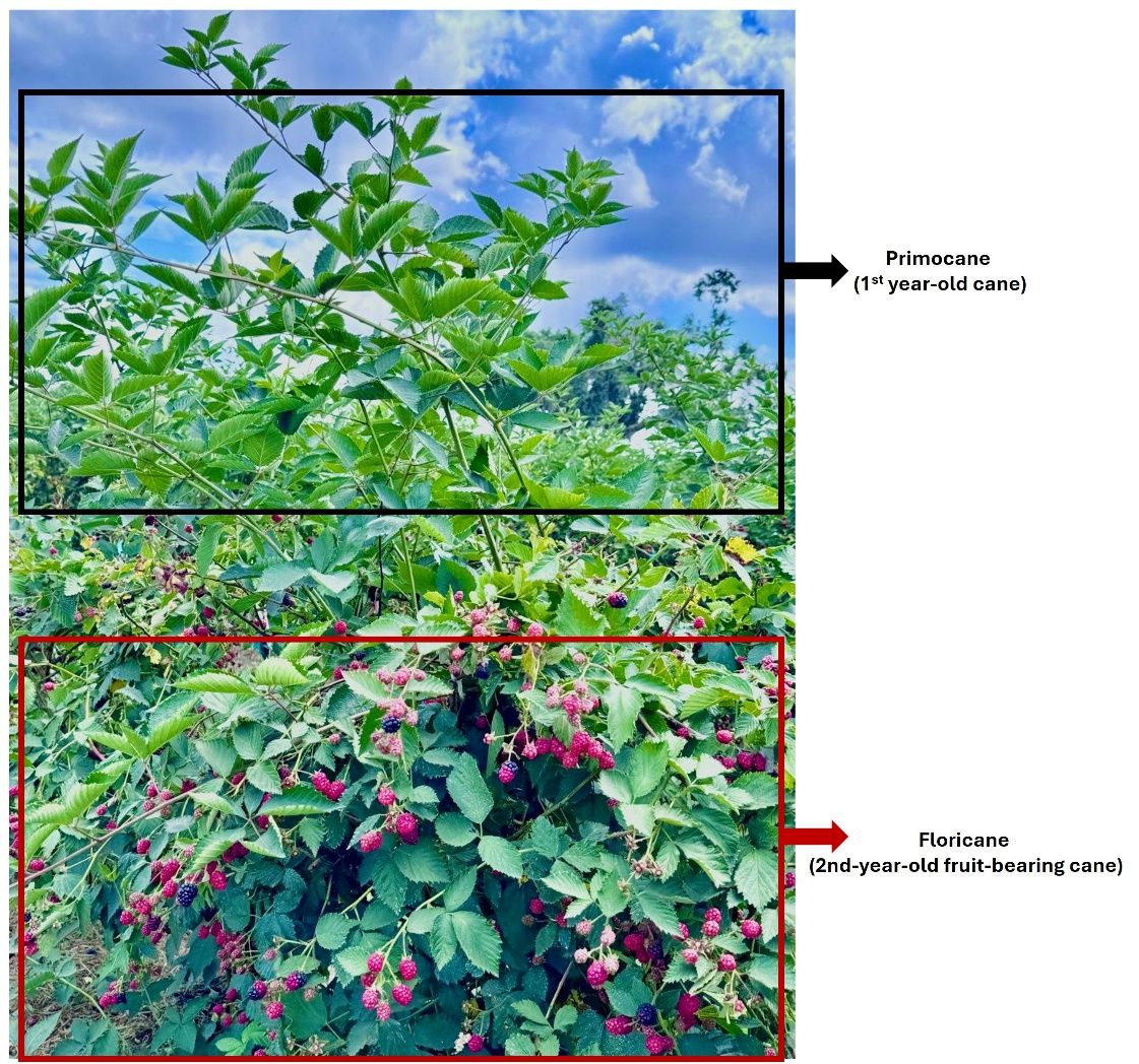 Difference between primocanes (top) and floricanes (bottom) on the same plant.