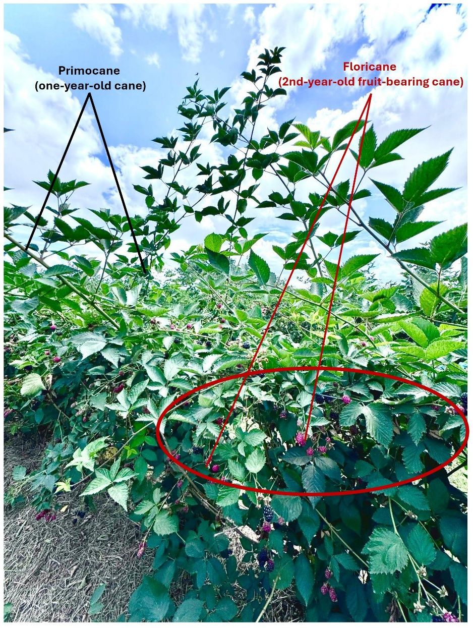 Primocanes (one year old) and floricanes (two years old) on the same plant.