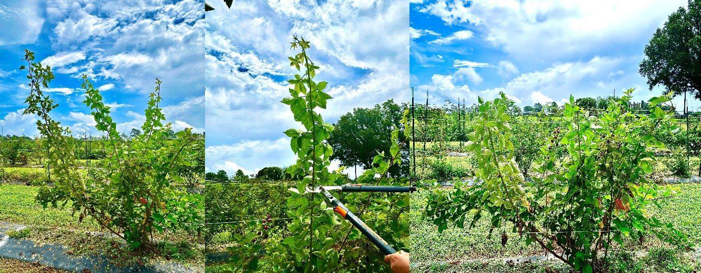 Floricane branches without pruning (left), Pruning height is not more than 5 ft (middle), and plants after pruning (right).