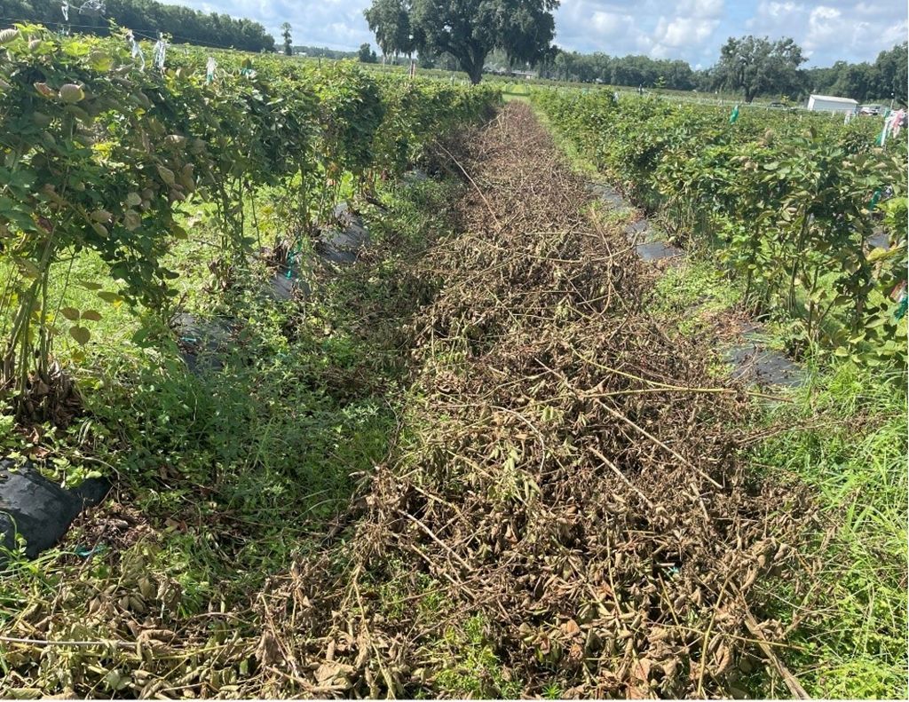 Pruned primocanes and floricanes before removal from the field.