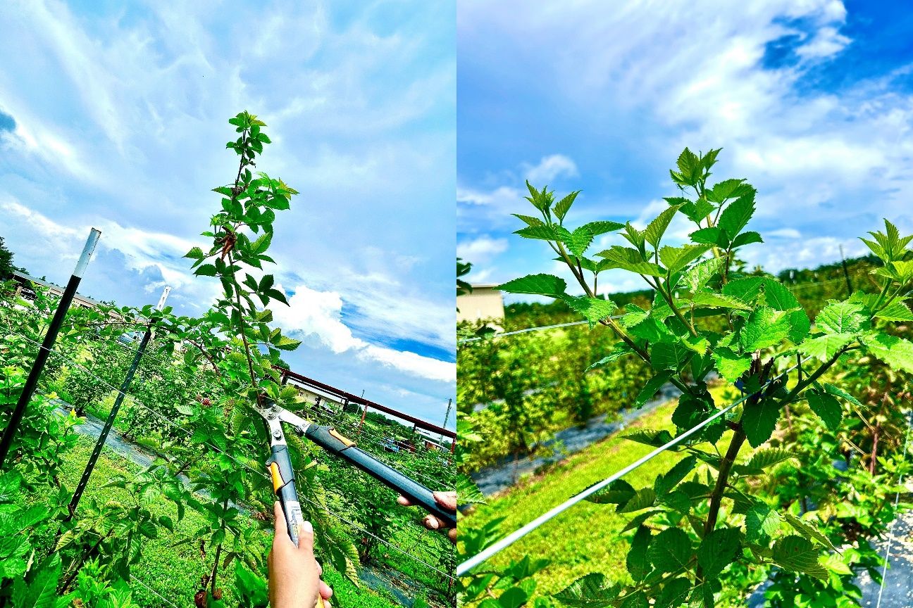 Tipping a primocane just above the leaf (left), production of lateral branches after tiping (right).