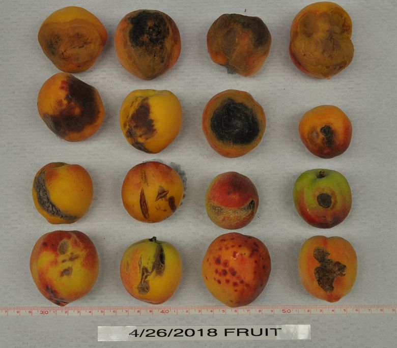 Bruised, abraded, cut, and punctured fruit. 