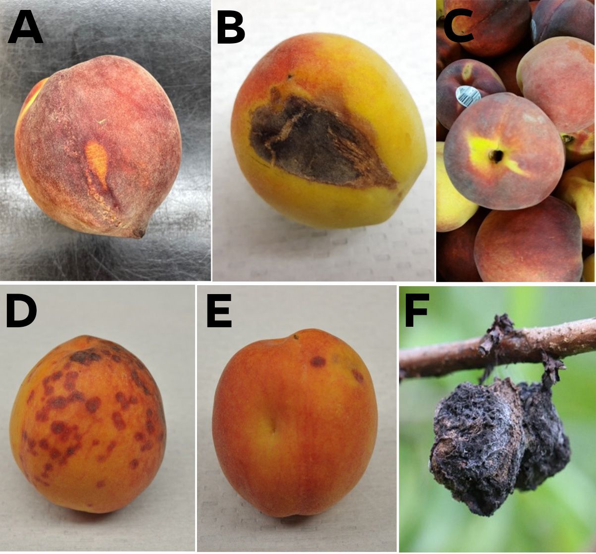 Examples of peach preharvest defects. Russeting (A.), abrasion (B.), and split pit (C.). Insect damage from scale, (D.) and stink bug (E.). Brown rot decay (F.). 