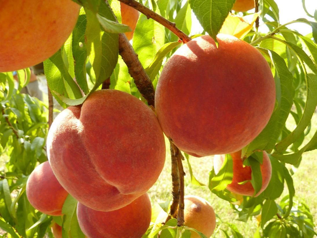 ‘GulfAtlas’ peach. 