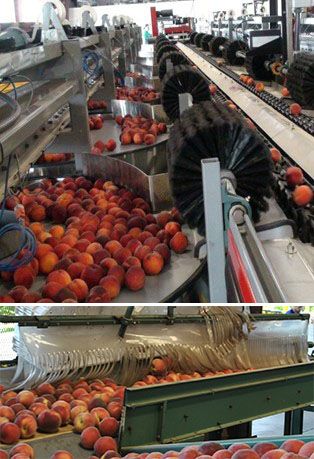 Counter directional soft bristle brushes (above) and plastic curtains (below) are used to decelerate peaches to reduce mechanical damage on the packingline. 