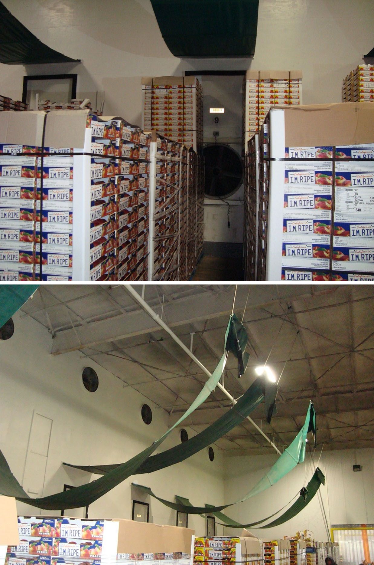  Forced-air cooling of peaches in palletized shipping cartons. The pallets have been aligned in rows on either side of fans set into the cold room wall to form the cooling tunnels, prior to lowering the tarps and turning on the fans to begin forced-air cooling. 