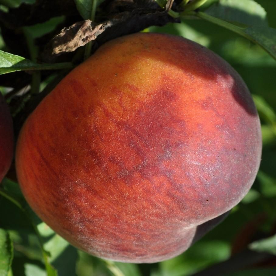 ‘UFBlaze’ peach. 