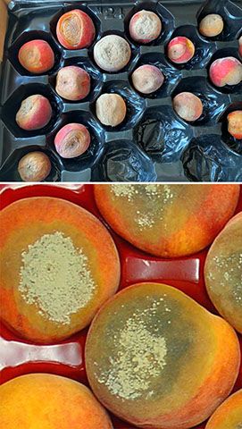 Brown rot in packed peaches. 