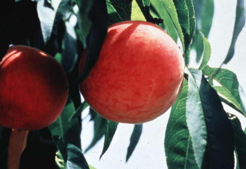 ‘Flordadawn’ peach. 