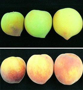 Changes in peach ground color from green to yellow as the fruit grow and develop. The red portions of the fruit are the blush. 