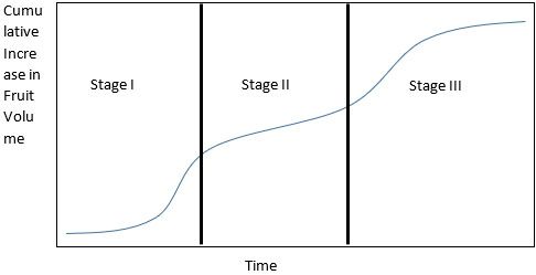 Typical double-sigmoid growth curve for stonefruit development. The duration of Stage II varies among stonefruit cultivars, and that variation determines if a cultivar will be ready for harvest early in the season, in the middle of the season, or late in the season.