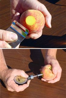 Measuring fruit firmness with a penetrometer. A portion of the peel must be removed before taking the measurement. 
