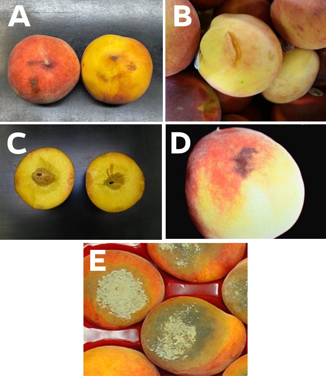 Examples of peach postharvest defects including abrasions (A.), cuts (B.), bruising (C.), peel inking (D.), and decay caused by brown rot (E.). 
