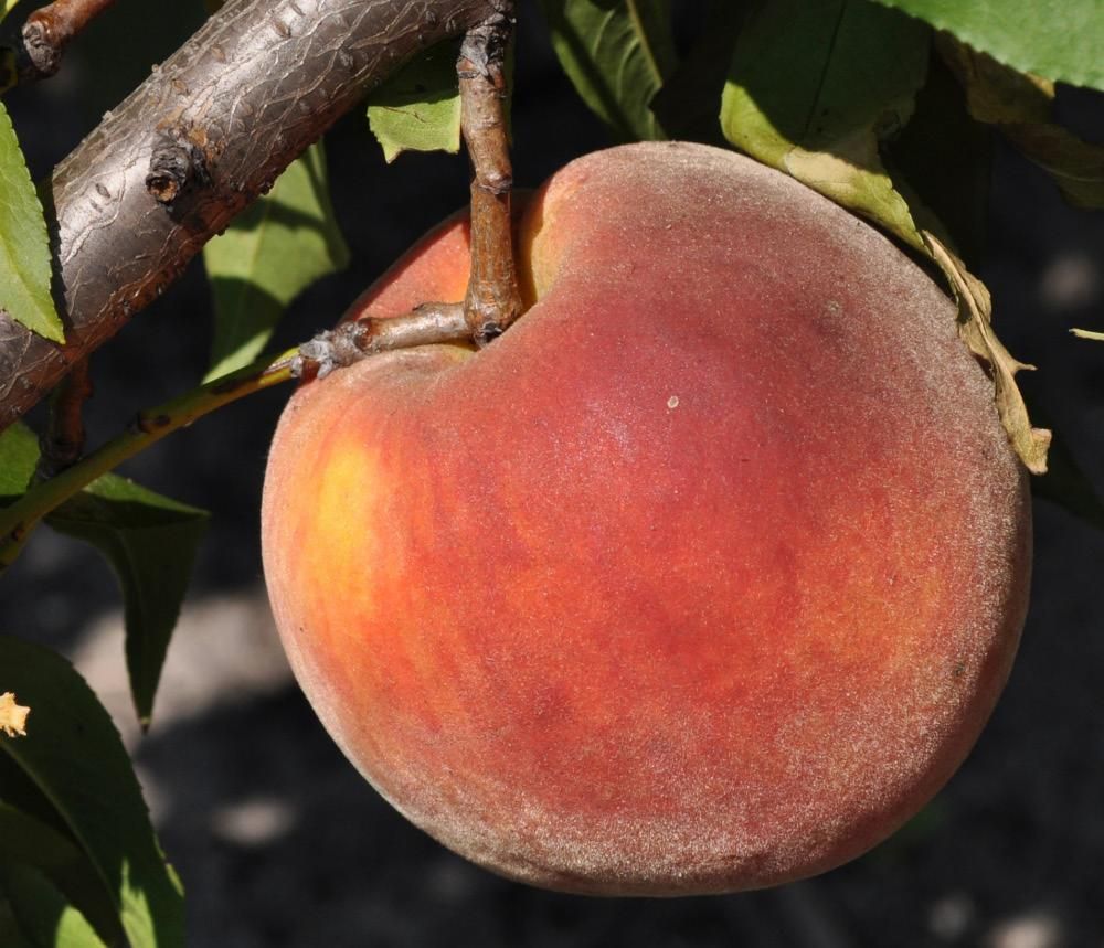 A ‘Tropic Beauty’ peach showing the yellow ground color and red blush. The ground color, which changes from green to yellow, is a good indicator of harvest maturity, while the blush is formed in response to sun exposure and is not a useful indicator for when to harvest peaches.