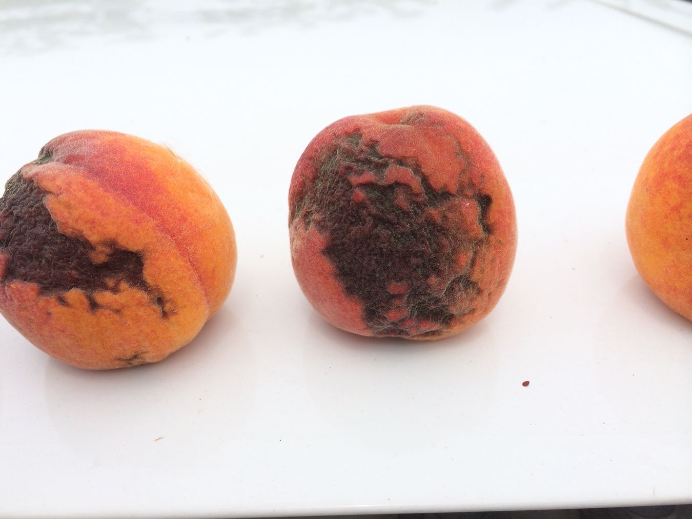Inking symptoms on peaches. 