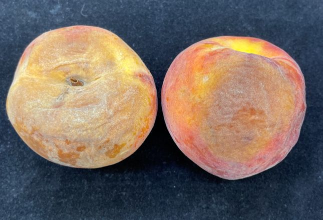 Sunburned fruit. The injury is caused by exposure to the radiant heat and ultraviolet (UV) radiation from the sun. 