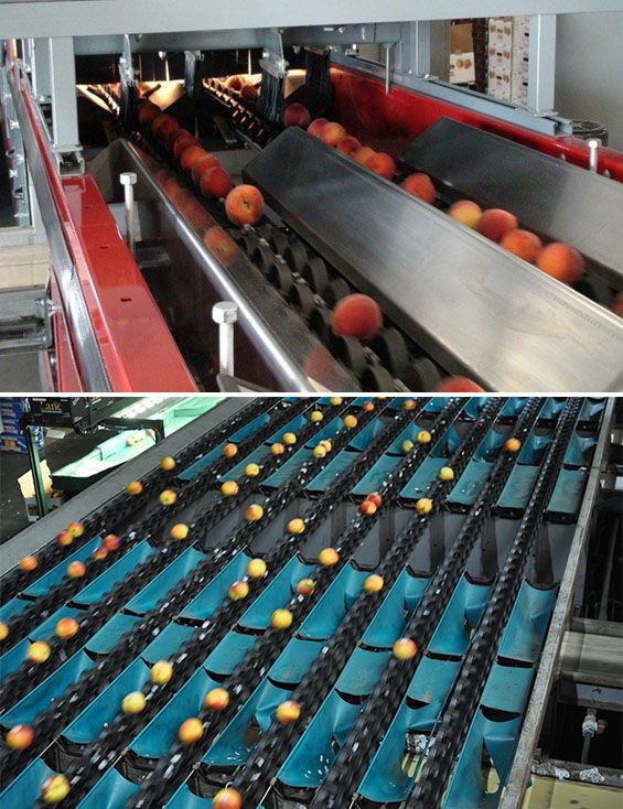 Fruit sizing being accomplished by a camera system (above) and a weight sizer (below). 