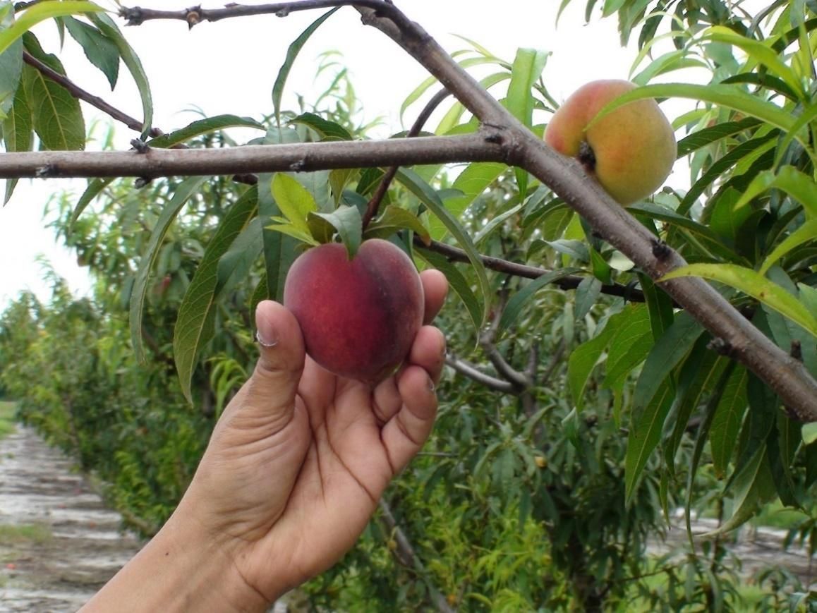 Florida peach developing on the tree. 