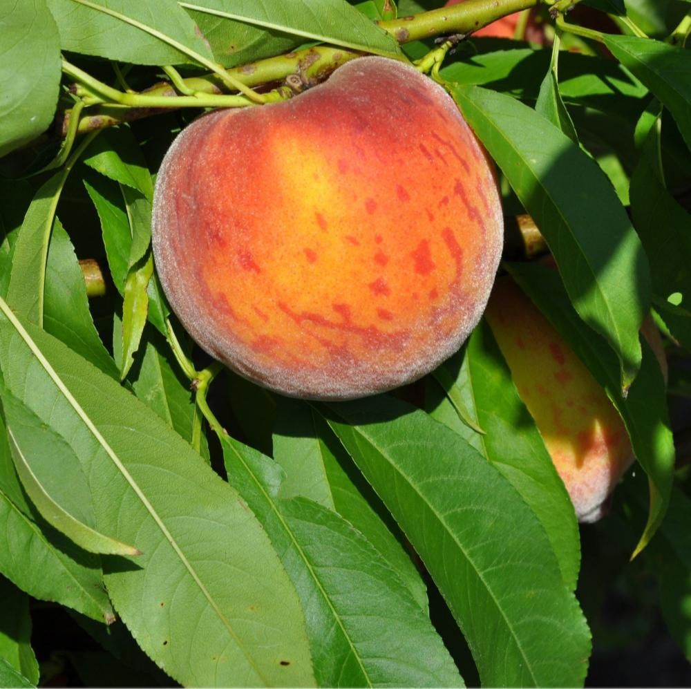 ‘Flordaprince’ peach. 