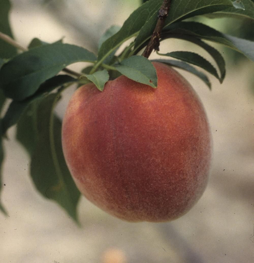 ‘Flordacrest’ peach. 