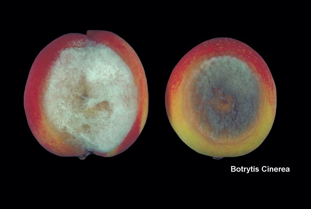 Gray mold (Botrytis cinerea) rot in packed peaches. 