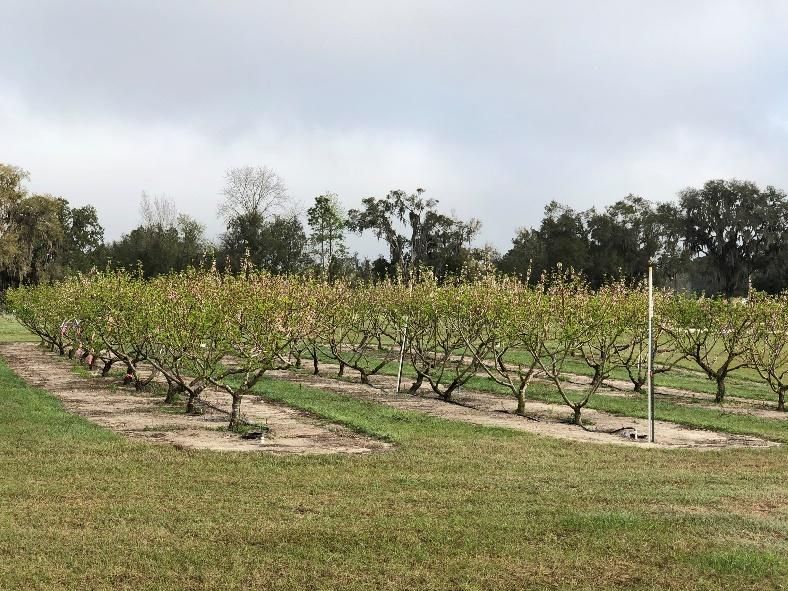 Peach orchard at the UF/IFAS research farm located in Citra. 