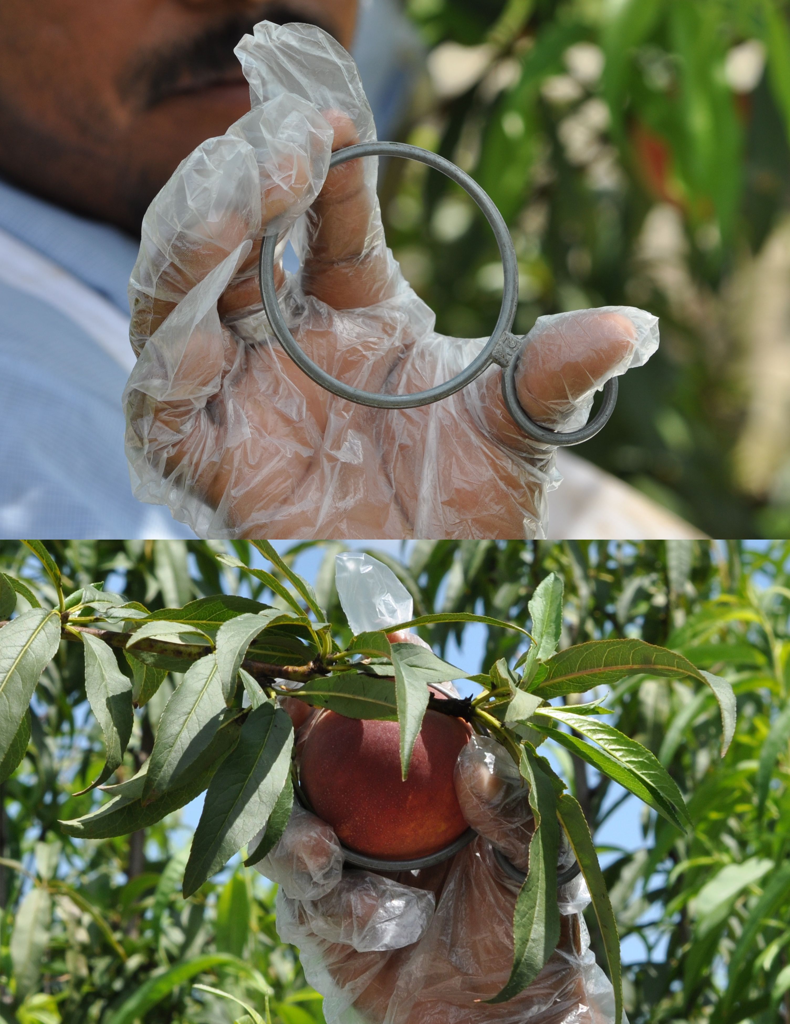 Hand-held sizing ring that harvesters can quickly use to determine if fruit have reached a minimum size for harvest. 