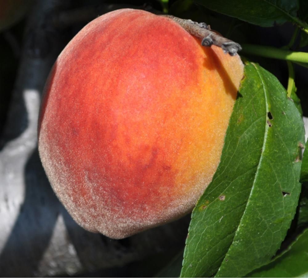 ‘UF2000’ peach. 