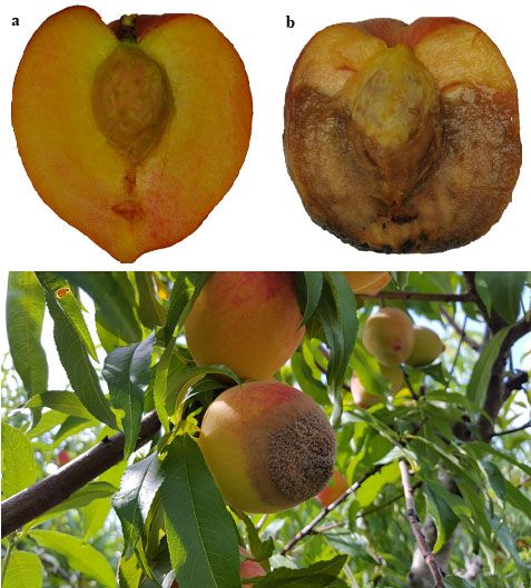 Brown rot on peach fruits ‘UFSun’; a) uninfected fruit, b) infected fruit, bottom, a brown-rot-infected peach still on the tree. 