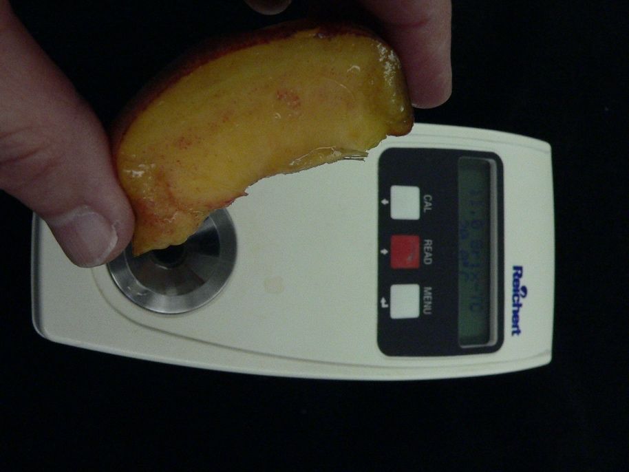 Using a refractometer to measure soluble solids content (°Brix) of juice.