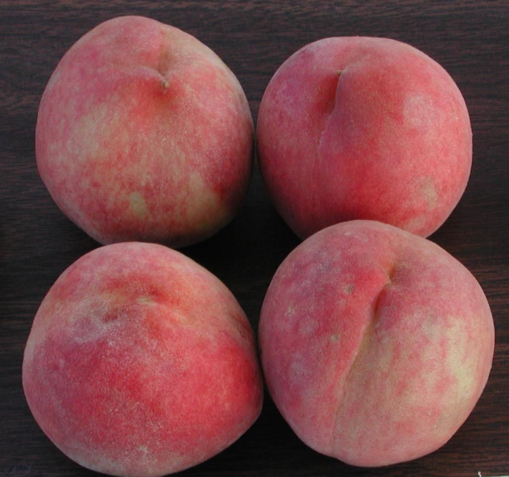 ‘Flordaglo’ peach. 